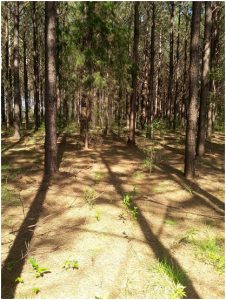 Pine Harvesting Tract - Before Third Row Thinning